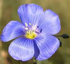 Blue Flax Blue Flax