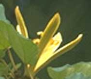 yellow pterospermum_acerifolium yellow pterospermum_acerifolium